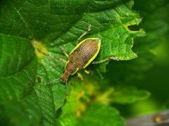Chlorophanus viridis