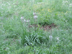 Asphodelus macrocarpus macrocarpus