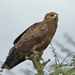 Lesser Spotted Eagle - Photo (c) i_c_riddell, some rights reserved (CC BY), uploaded by i_c_riddell
