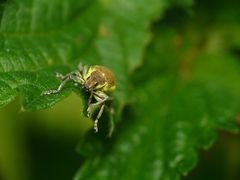 Chlorophanus viridis