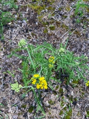Achillea micrantha
