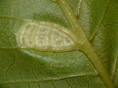 Aceria erinea