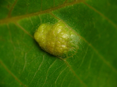 Aceria erinea