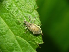 Chlorophanus viridis