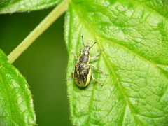 Chlorophanus viridis