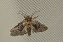 Abrostola tripartita
