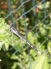 Enallagma cyathigerum