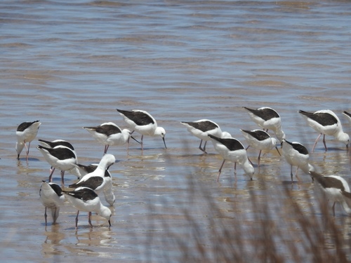 Cladorhynchus leucocephalus