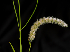 Cyphocarpa angustifolia