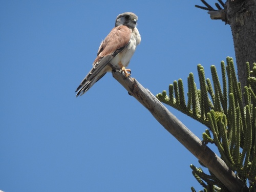 Falco cenchroides