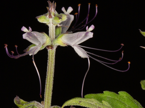 Ocimum filamentosum image