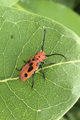Tetraopes tetrophthalmus