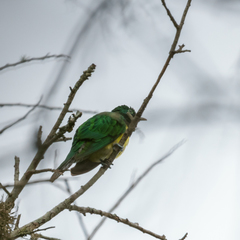 Chrysococcyx cupreus