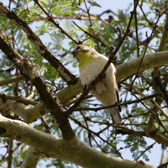 Crithagra citrinipectus