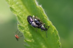 Phyllobius viridicollis