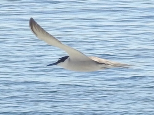 Onychoprion anaethetus