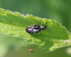 Phyllobius viridicollis