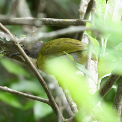 Apalis ruddi