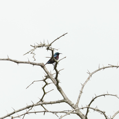 Cinnyris mariquensis