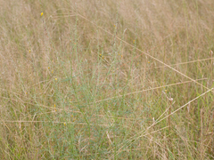 Crotalaria sphaerocarpa