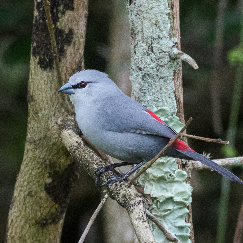 Black-tailed Waxbill (Glaucestrilda perreini) photo