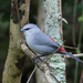 Black-tailed Waxbill - Photo (c) Phil Massie, some rights reserved (CC BY-NC), uploaded by Phil Massie
