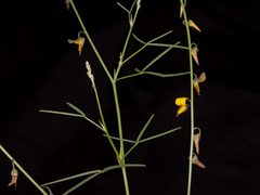 Crotalaria sphaerocarpa