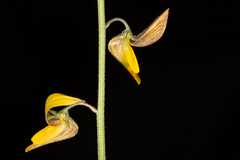 Crotalaria sphaerocarpa