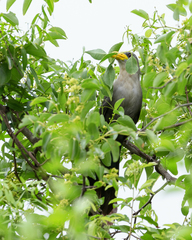 Ceuthmochares australis