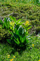 Gentiana lutea vardjanii