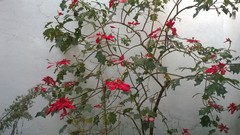 Euphorbia pulcherrima