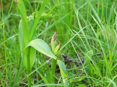 Dactylorhiza incarnata