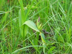 Dactylorhiza incarnata
