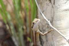 Lophognathus gilberti