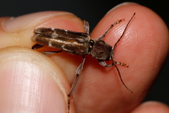 Xylotrechus stebbingi