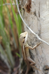 Lophognathus gilberti