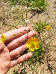 Ranunculus acris