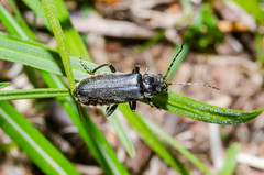 Cantharis tristis