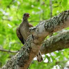 Indicator variegatus