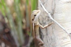 Lophognathus gilberti