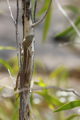 Lophognathus gilberti