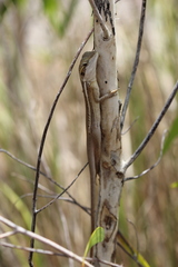 Lophognathus gilberti