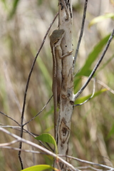 Lophognathus gilberti