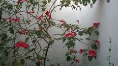 Euphorbia pulcherrima