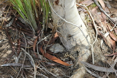 Lophognathus gilberti