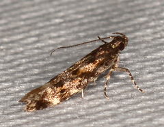 Glauce pectenalaeella