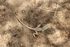 Lophognathus gilberti