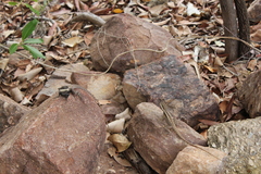 Lophognathus gilberti