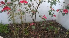 Euphorbia pulcherrima