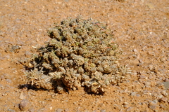Euphorbia melanohydrata